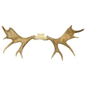 Naturally‎ Shed Wild Moose Antler (Horn, Knife, Carving, Chew, Taxidermy) Full